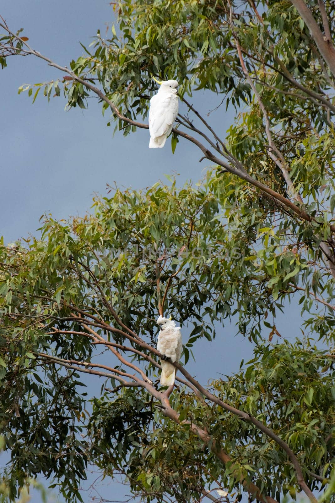 Two wild sulphur-crested cockatoos perched in tree with grey skies by StefanMal