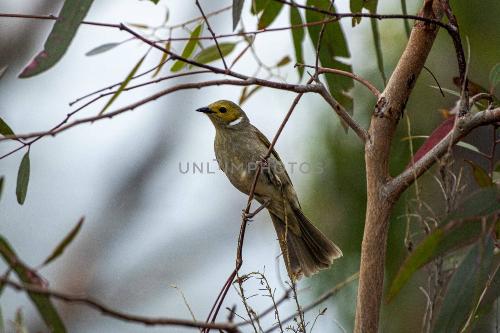 Beautiful white plumed honeyeater perched in a tree by StefanMal