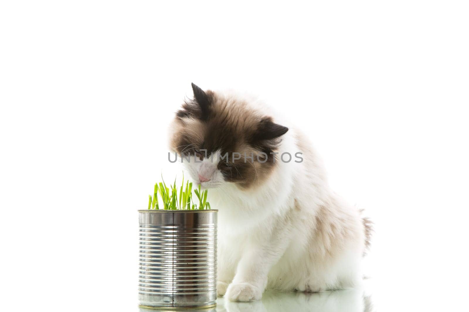 cat breed Ragdoll eats grass from a tin, isolated on a white background