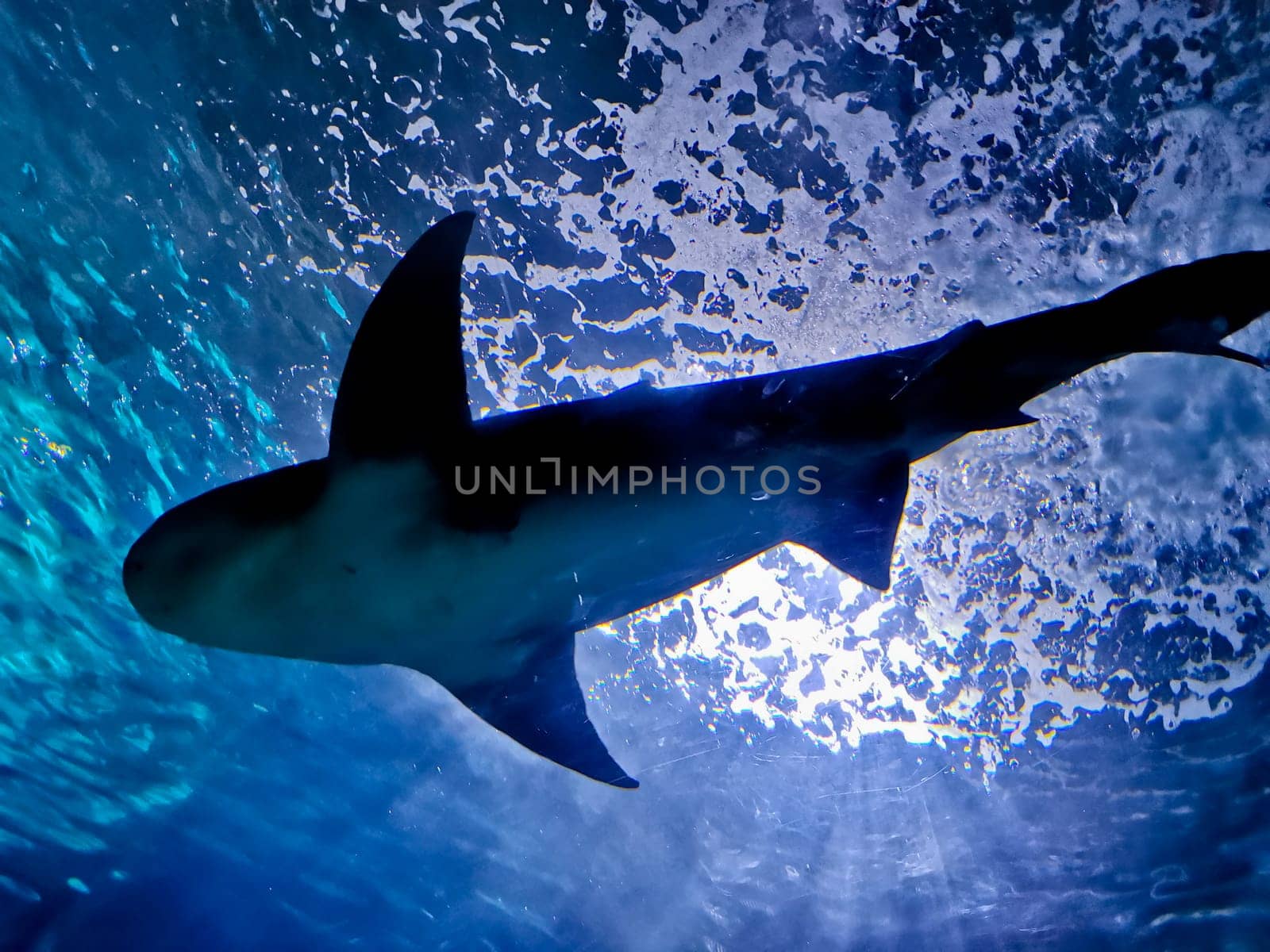 White grey big shark swim in the deep blue sea look up from below by eyeofpaul