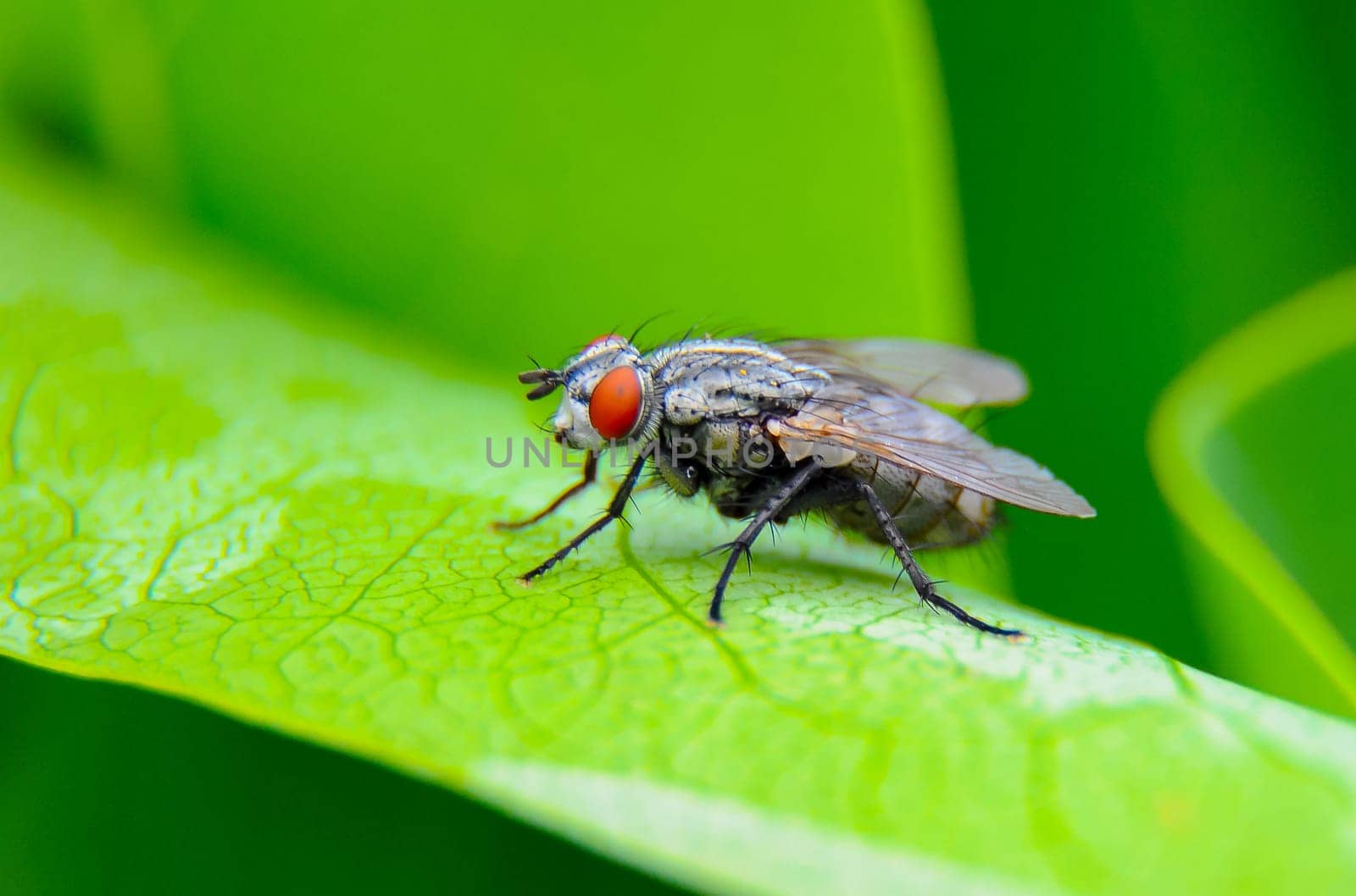 (Sarcophaga carnaria), large gray meat fly on a green leaf