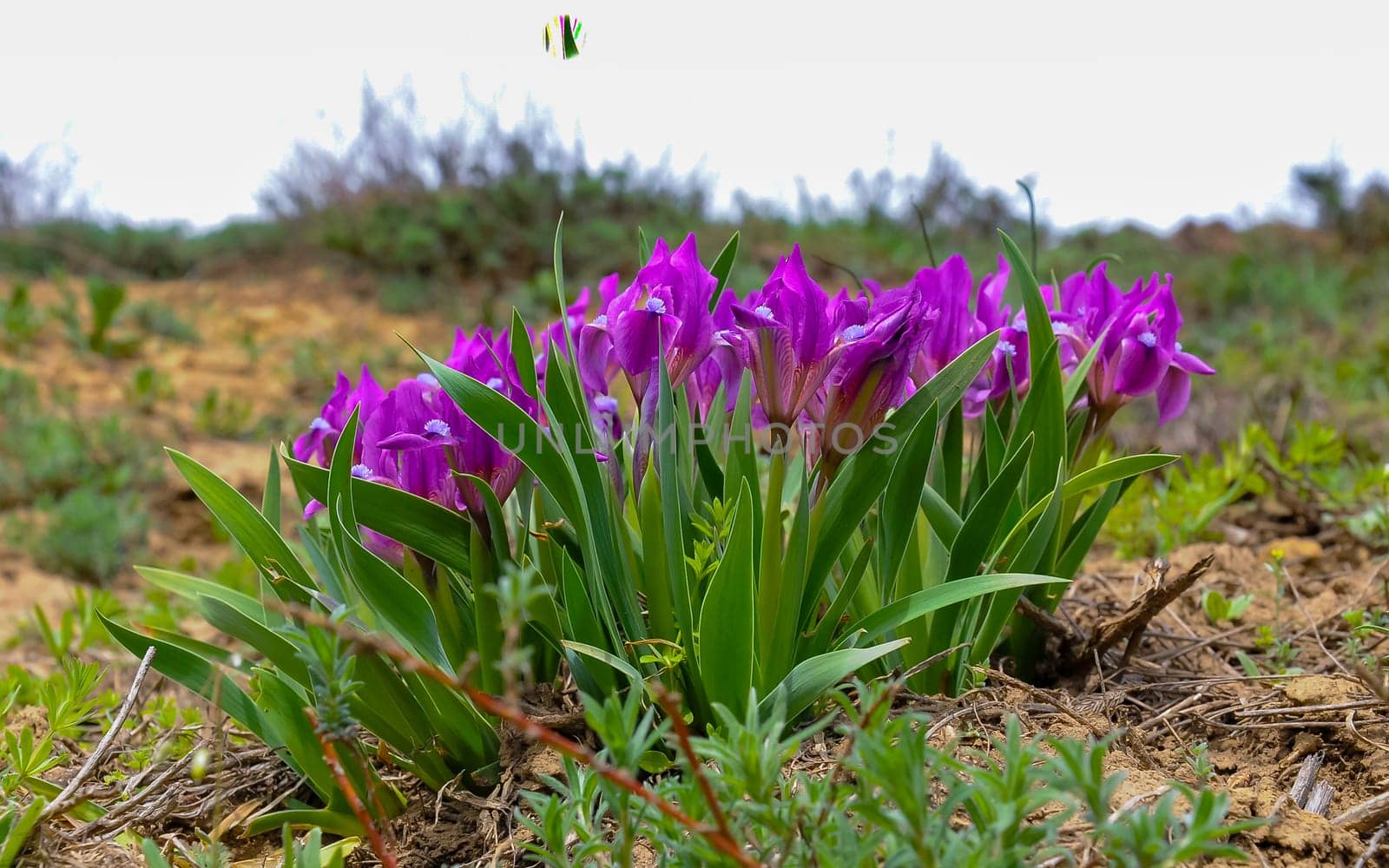 Endangered steppe plant pygmy iris or dwarf iris (Iris pumila), Red Book of Ukraine