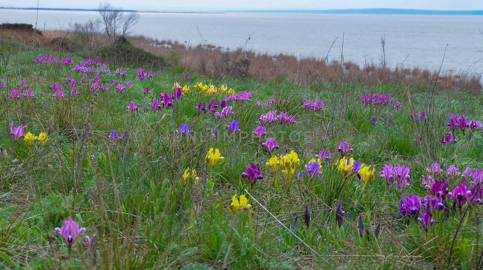 Endangered steppe plant pygmy iris or dwarf iris (Iris pumila), Red Book of Ukraine