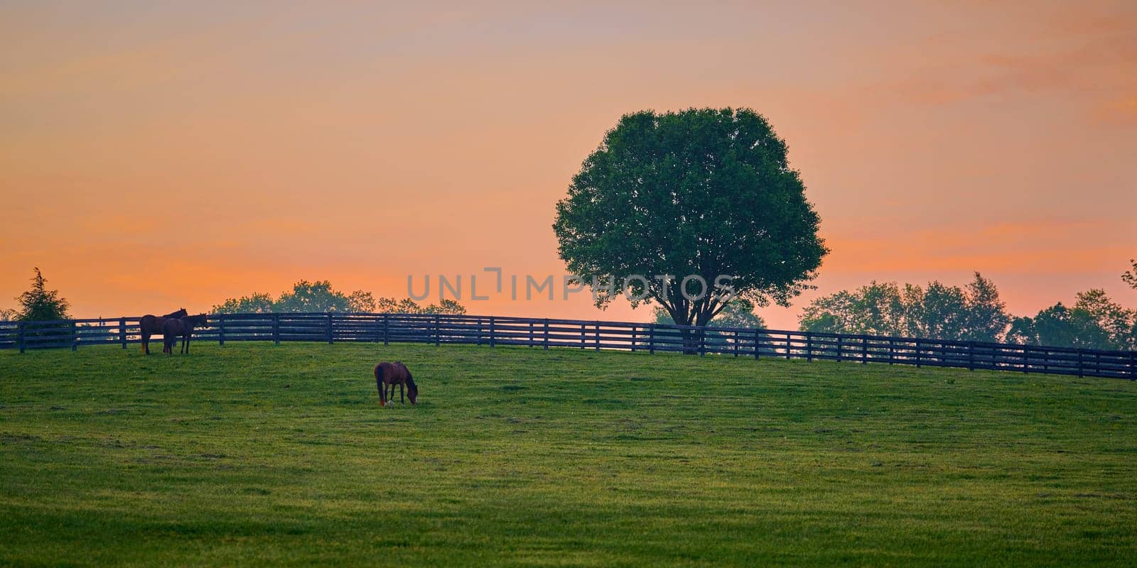 Three horse grazing at early dawn in a field. by patrickstock