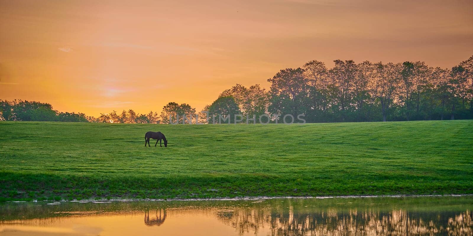 Horse grazing near a pond with reflexion. by patrickstock