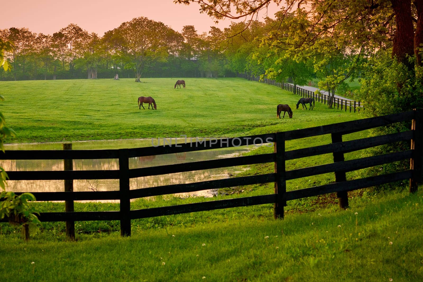 Horses grazing in a field with fence and pond.
