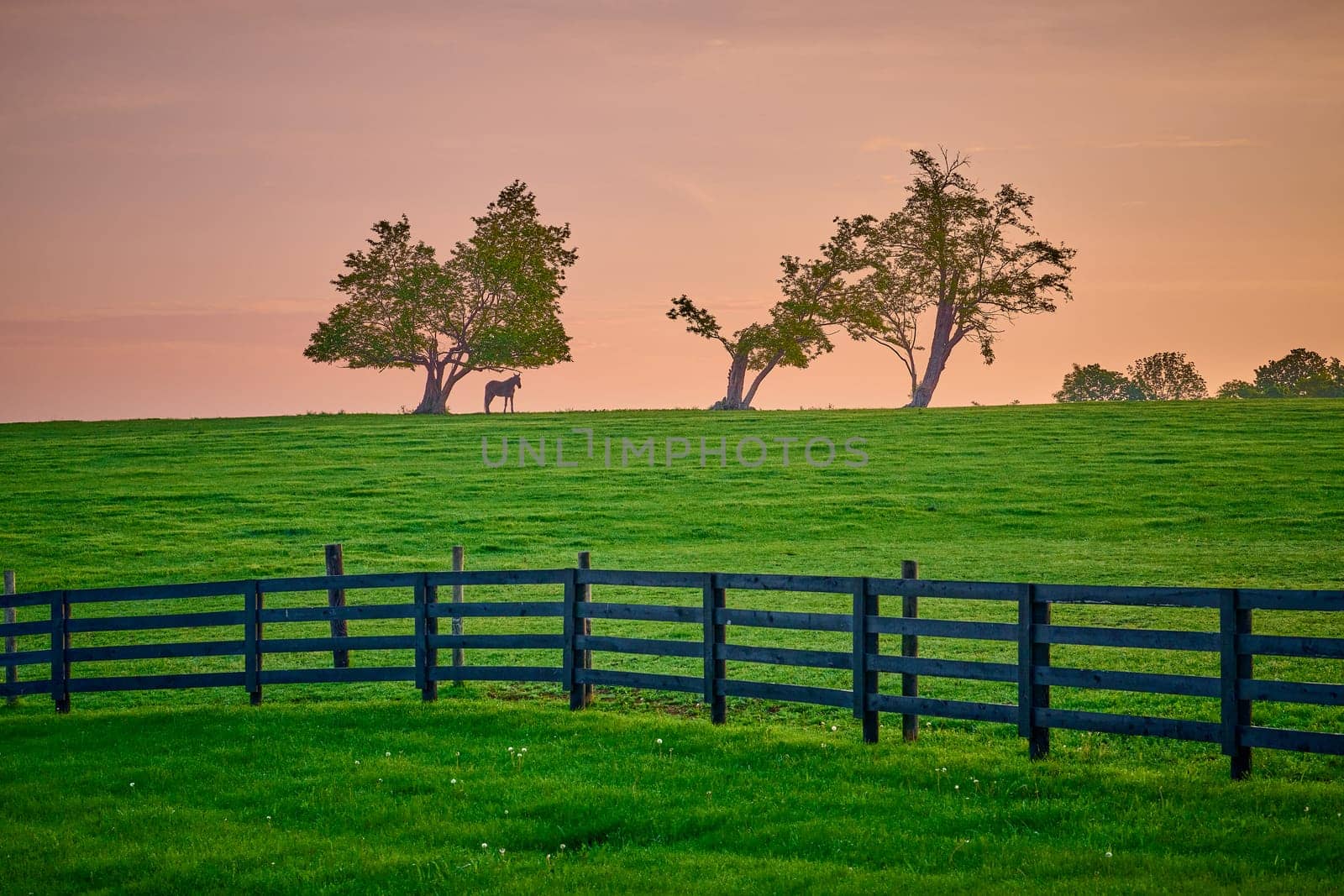 Single horses standing on top of a hill under trees. by patrickstock