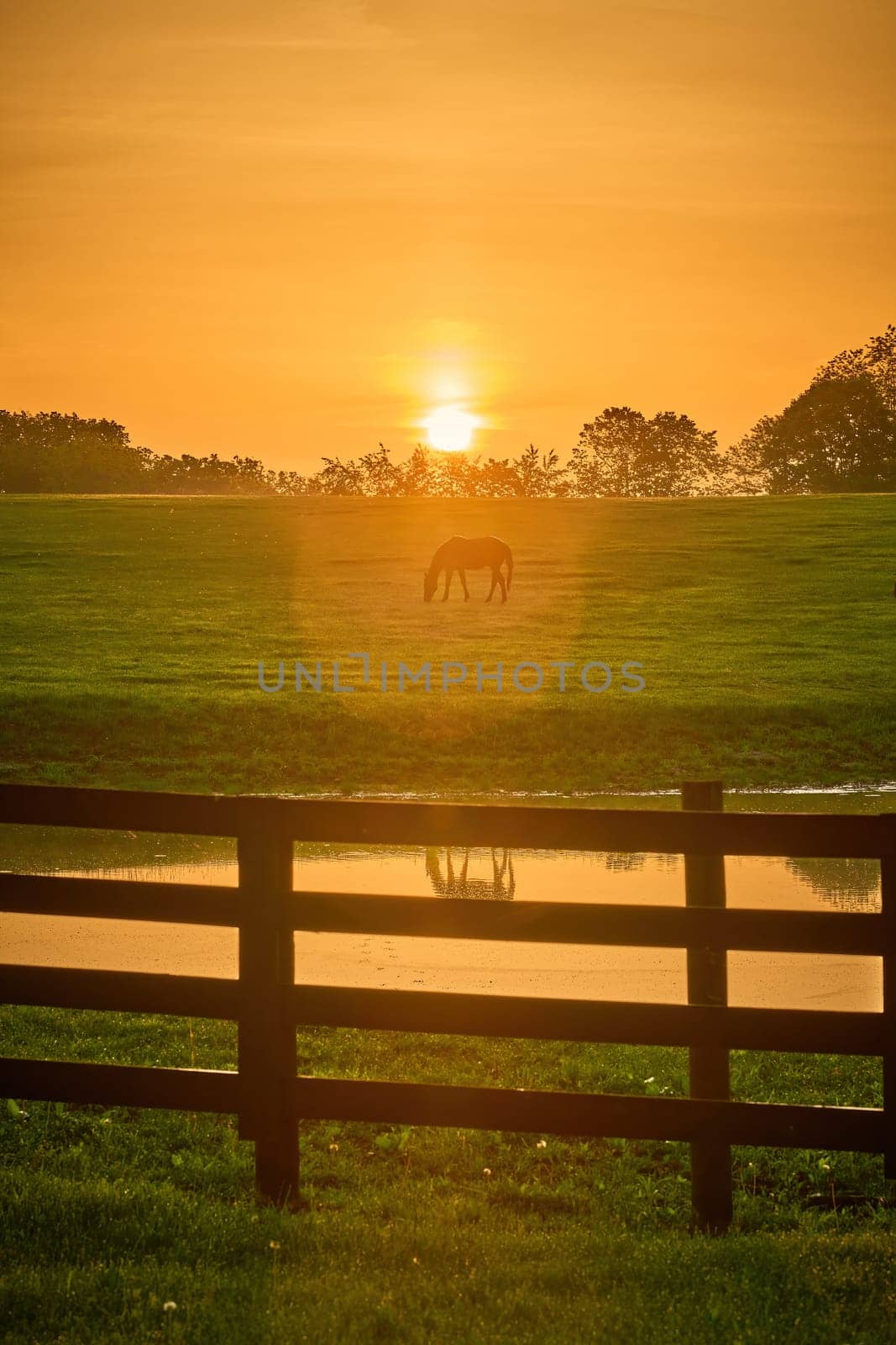 Single horse grazing in a field with rising morning sun with flare. by patrickstock