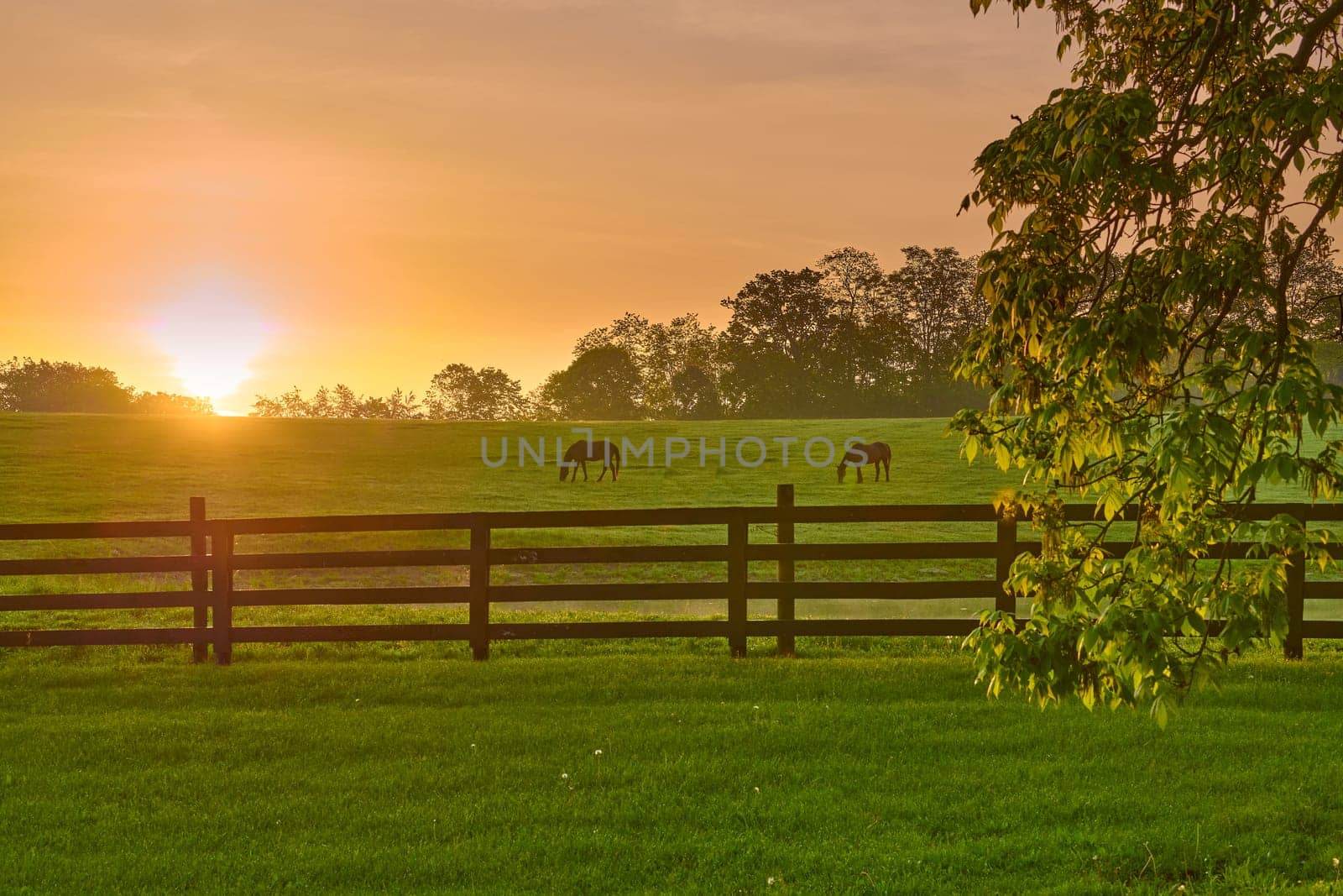 Two horse grazing in a field with rising morning sun.