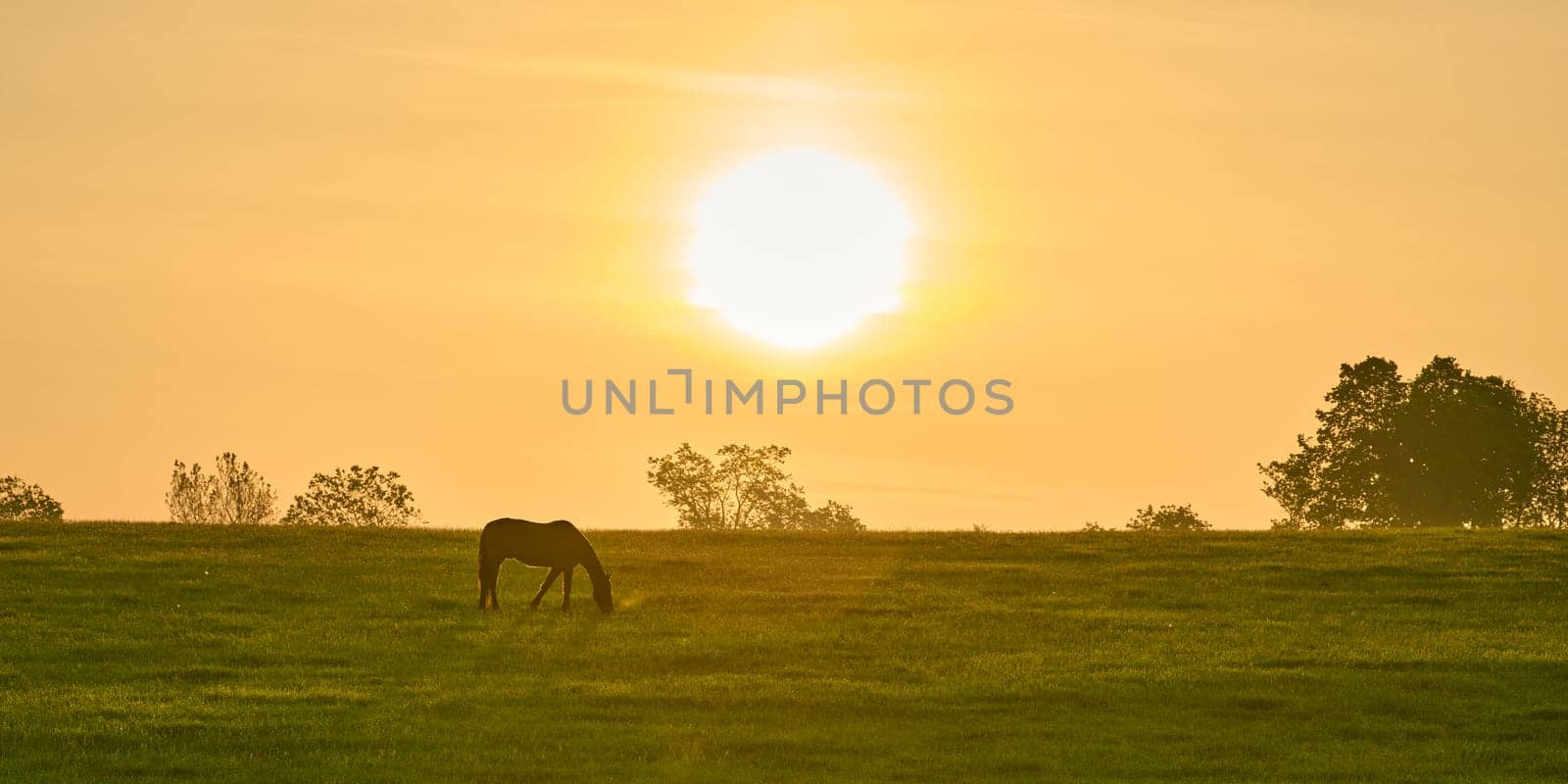 Single horse grazing in a field with rising morning sun. by patrickstock