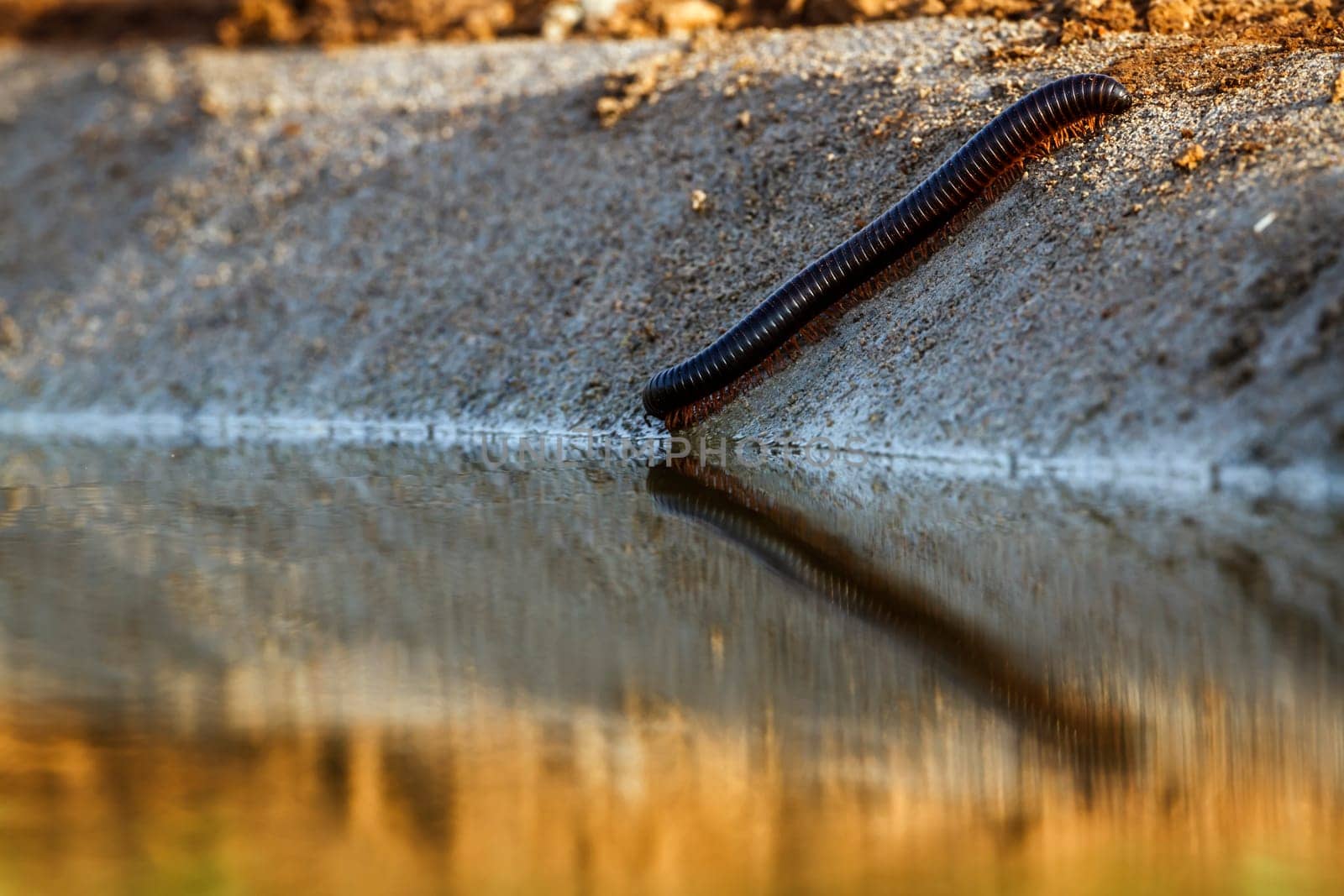 Giant African millipede drinking water at sunset in Kruger National park, South Africa ; Specie Archispirostreptus gigas family of Arthropod