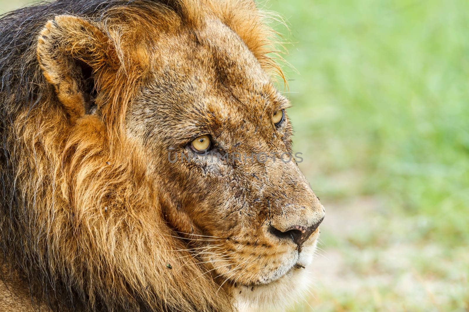 African lion male protrait looking at camera in Kruger National park, South Africa ; Specie Panthera leo family of Felidae