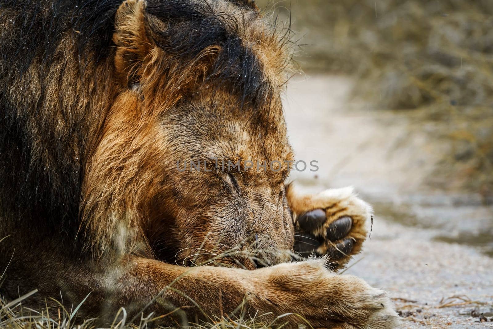 African lion male portrait grooming his paw in Kruger National park, South Africa ; Specie Panthera leo family of Felidae