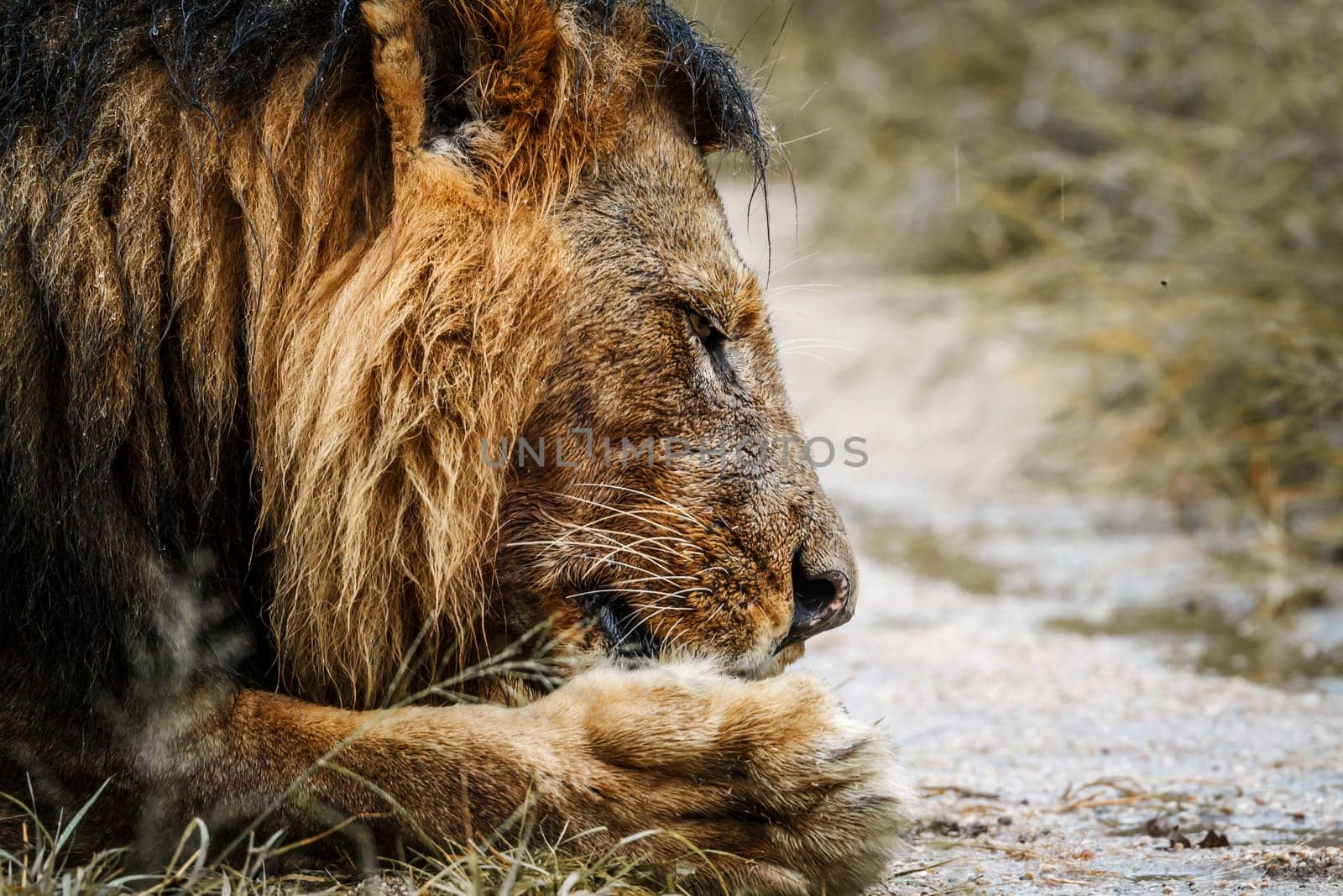 African lion male portrait grooming his paw in Kruger National park, South Africa ; Specie Panthera leo family of Felidae