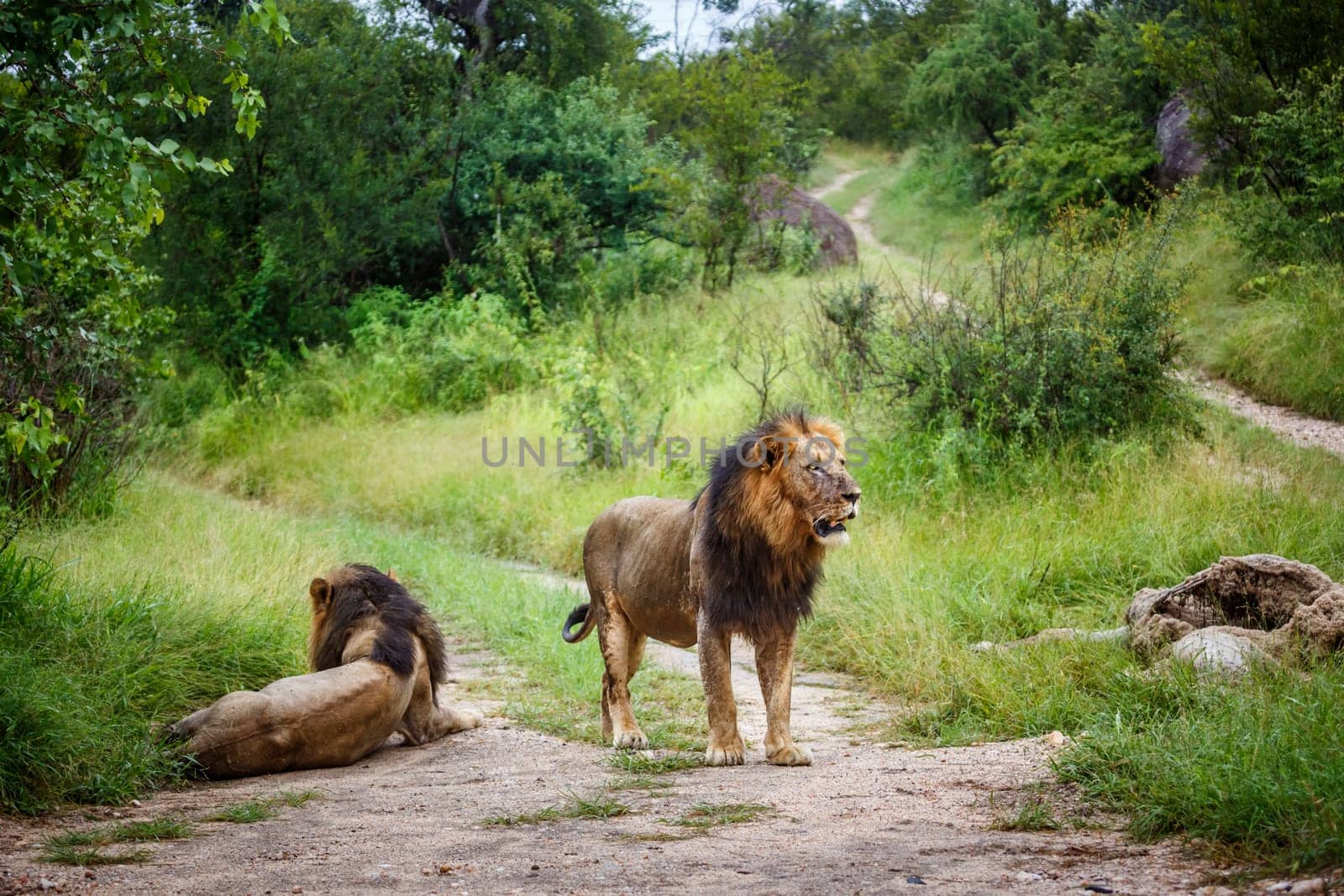 Two African lions male watching their prey in Kruger National park, South Africa ; Specie Panthera leo family of Felidae