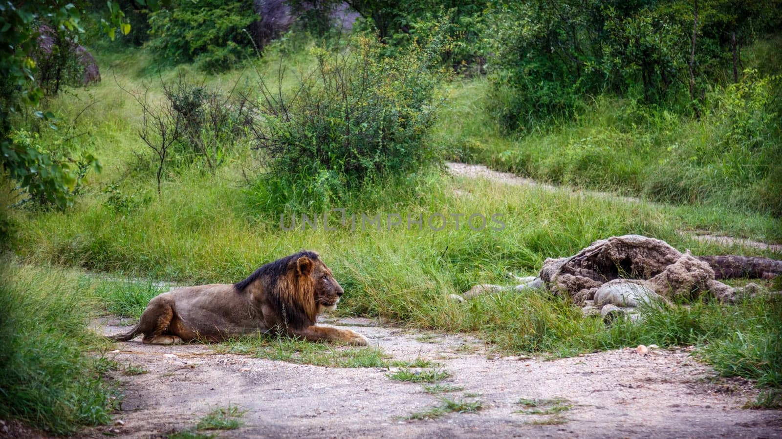 African lion male lying down watching his prey in Kruger National park, South Africa ; Specie Panthera leo family of Felidae