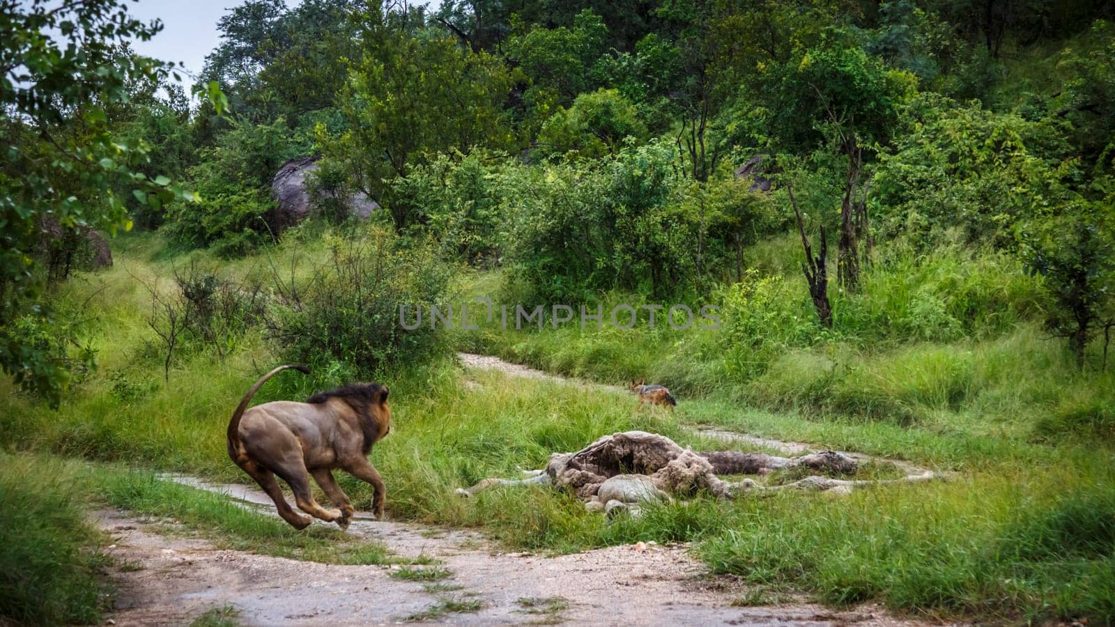 African lion male chasing jackal on prey in Kruger National park, South Africa ; Specie Panthera leo family of Felidae