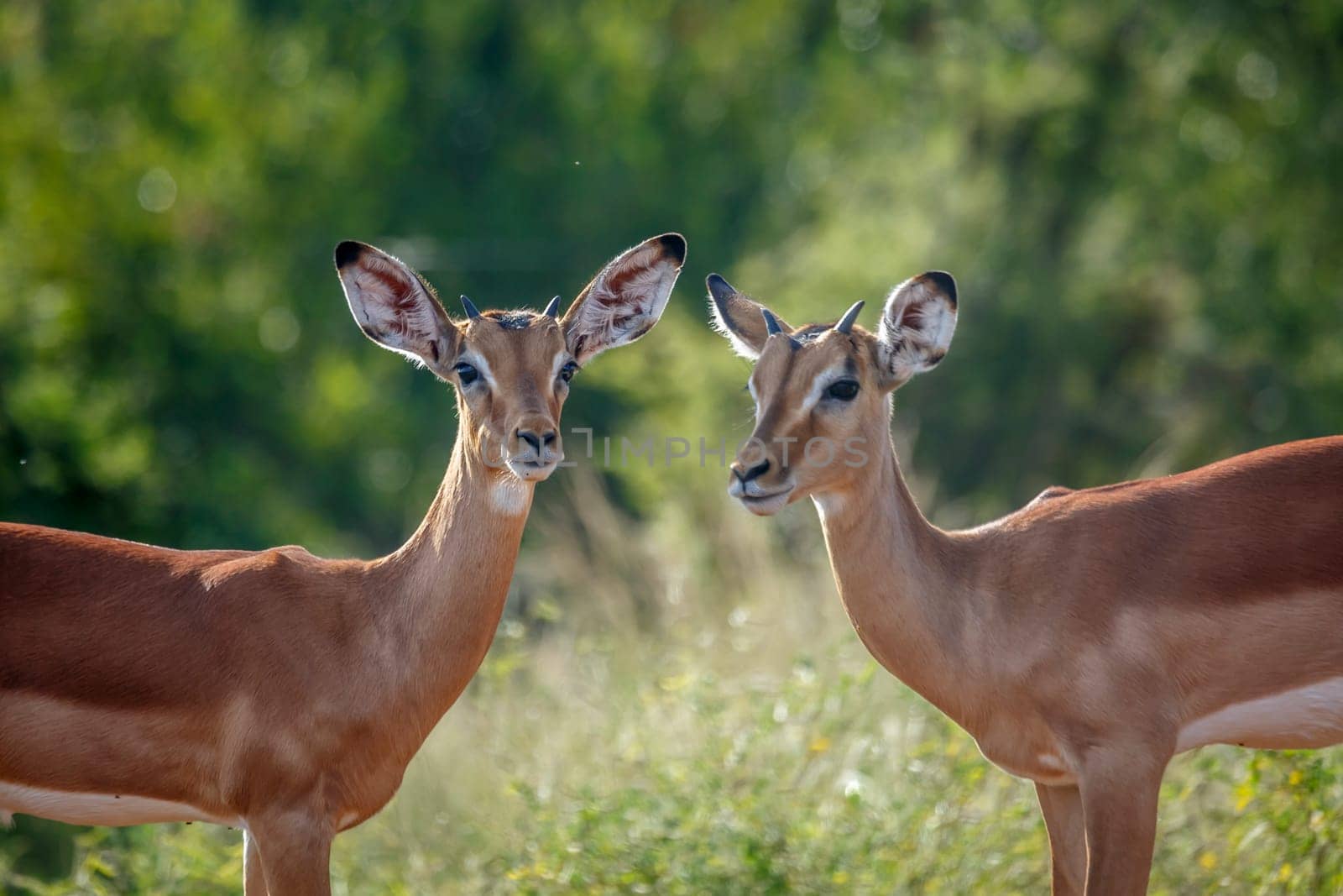 Two young Common Impala portrait in Kruger National park, South Africa ; Specie Aepyceros melampus family of Bovidae