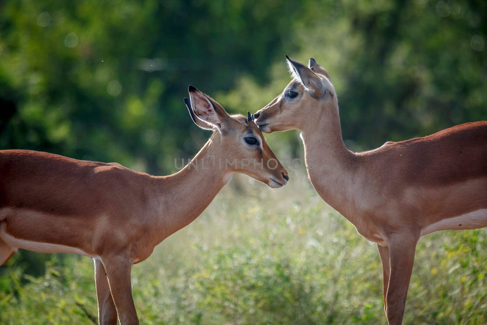 Two young Common Impala bonding in Kruger National park, South Africa ; Specie Aepyceros melampus family of Bovidae