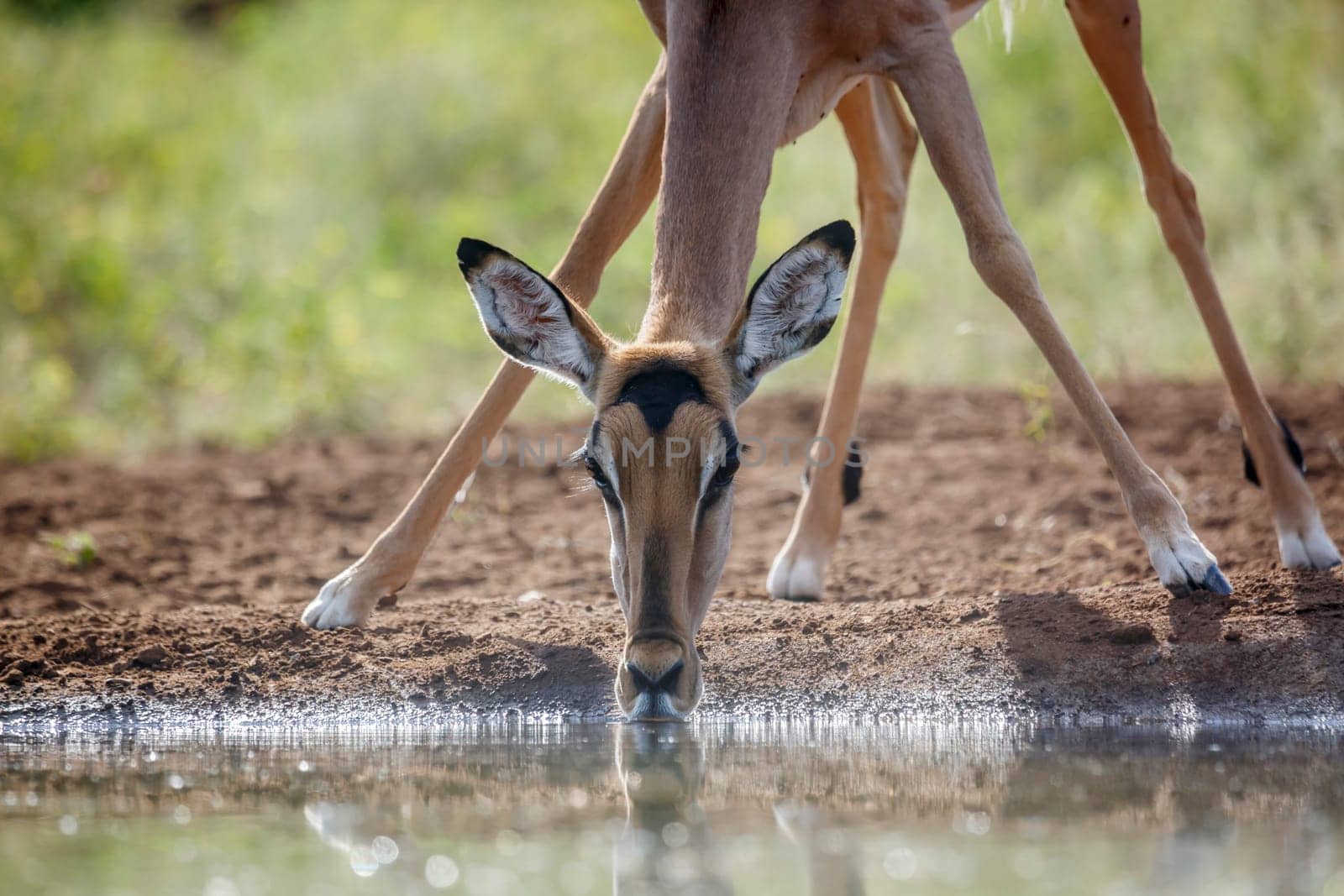 Common Impala portrait front view drinking  at waterhole in Kruger National park, South Africa ; Specie Aepyceros melampus family of Bovidae