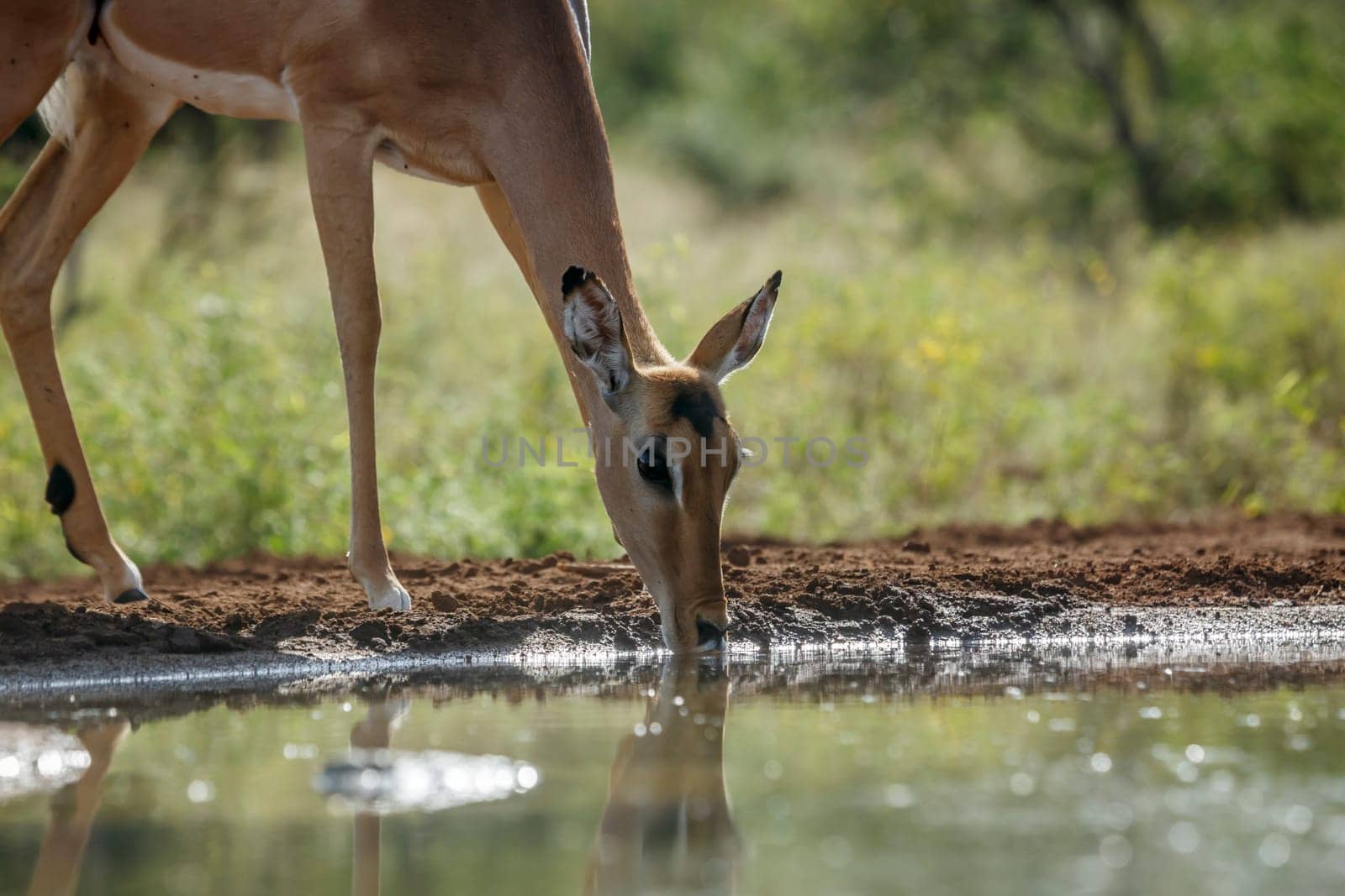 Common Impala in Kruger National park, South Africa by PACOCOMO