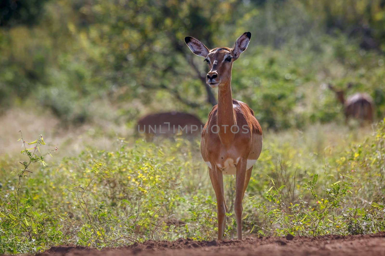Common Impala in Kruger National park, South Africa by PACOCOMO