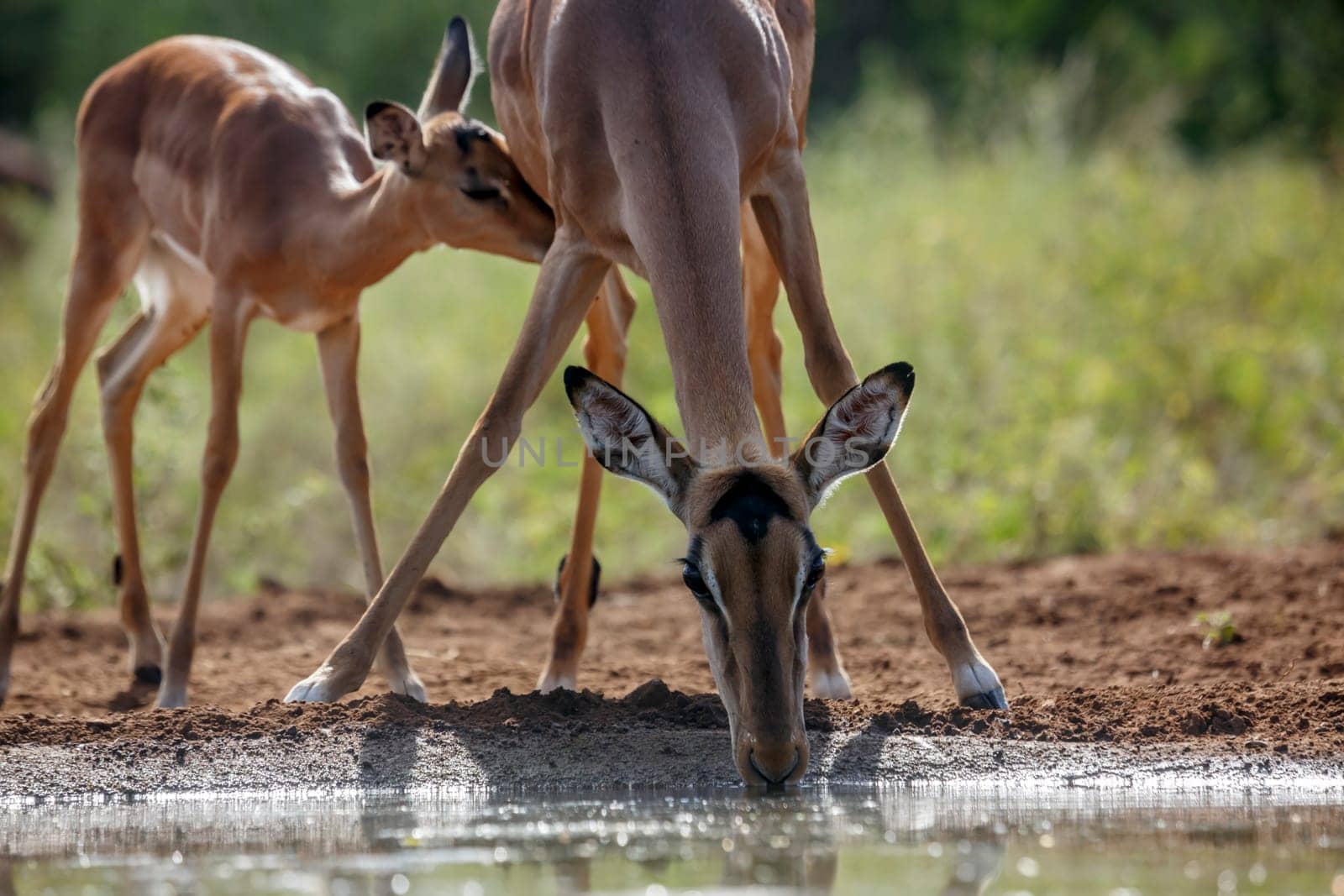Common Impala drinking  at waterhole with cub suckling in Kruger National park, South Africa ; Specie Aepyceros melampus family of Bovidae