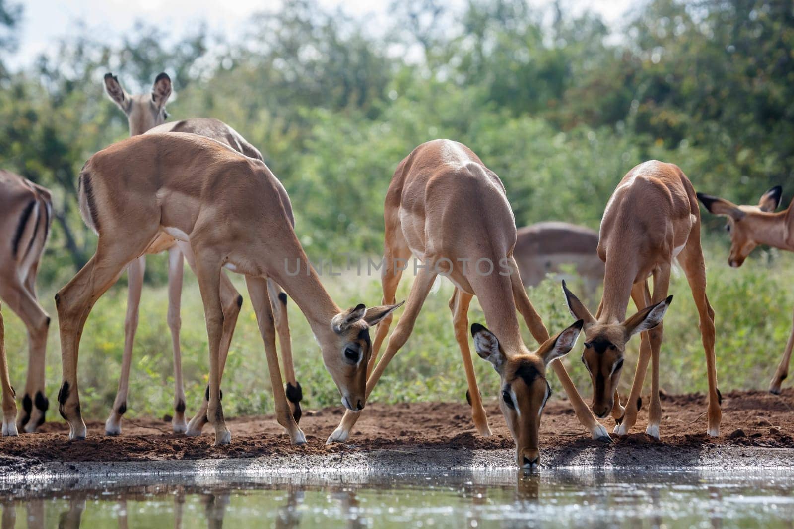Group of Common Impala drinking backlit at waterhole in Kruger National park, South Africa ; Specie Aepyceros melampus family of Bovidae