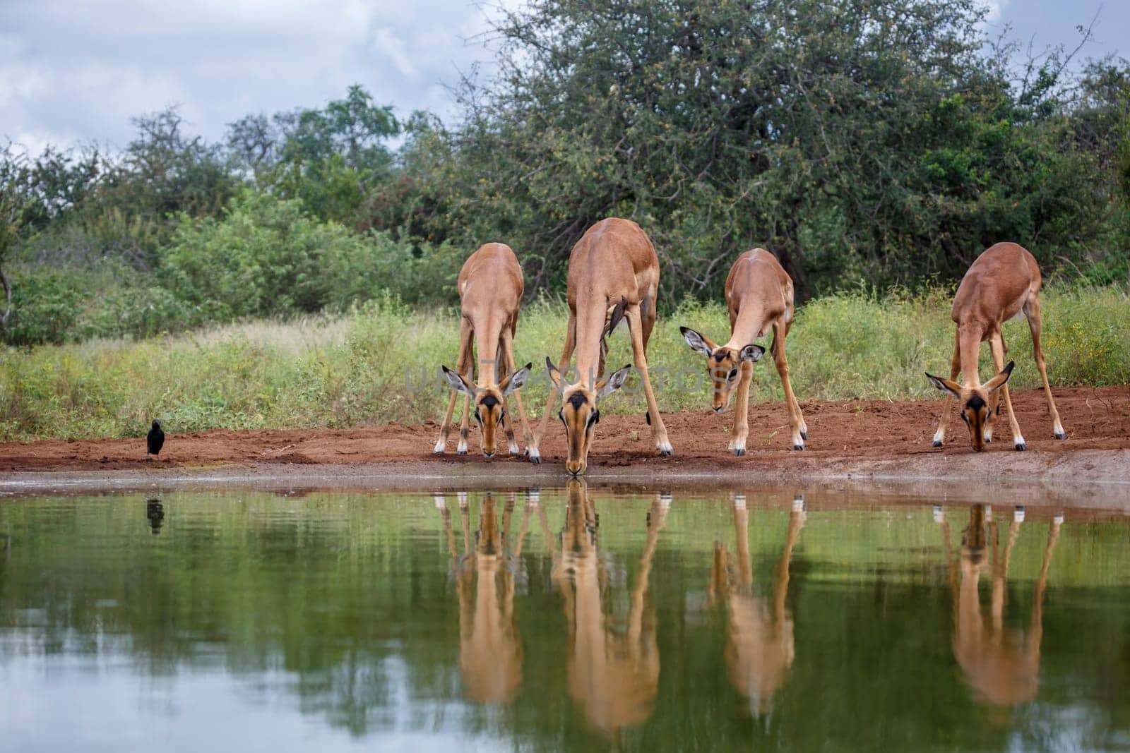 Group of Common Impala drinking  at waterhole in Kruger National park, South Africa ; Specie Aepyceros melampus family of Bovidae