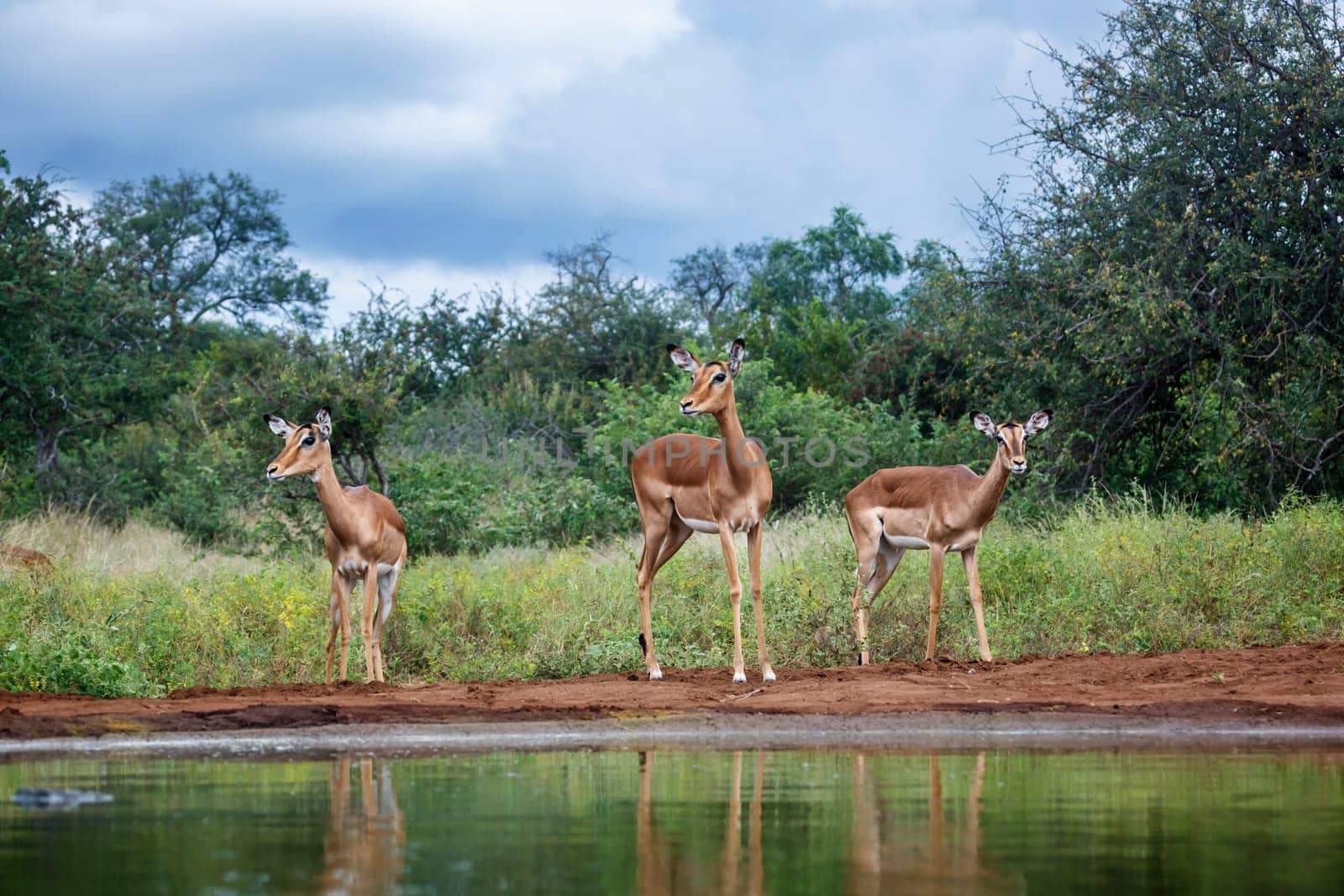 Common Impala in Kruger National park, South Africa by PACOCOMO