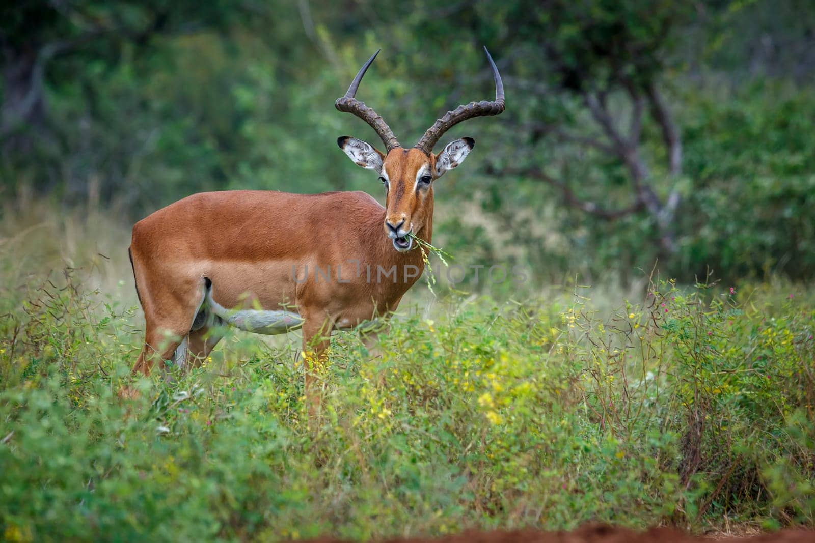Common Impala horned male grazing in Kruger National park, South Africa ; Specie Aepyceros melampus family of Bovidae