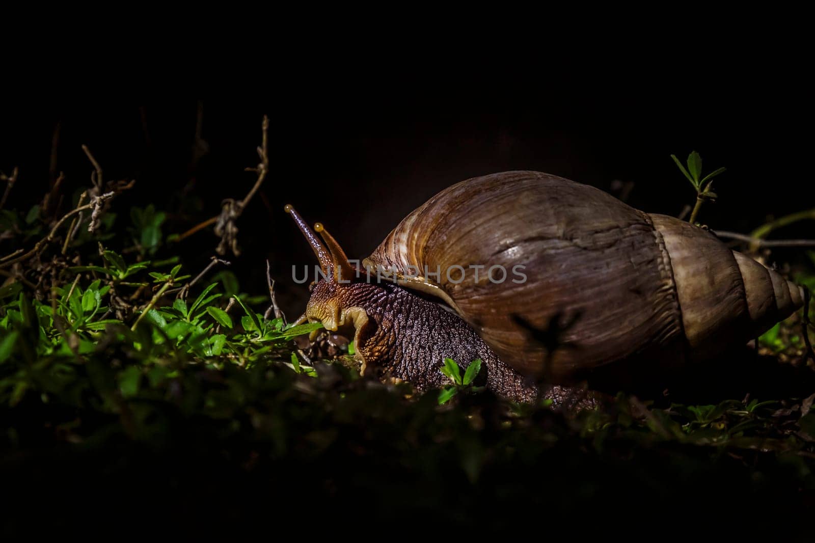 Giant African land snail moving in the grass by night in Kruger National park, South Africa ; Specie Lissachatina fulica family of Lissachatina fulica