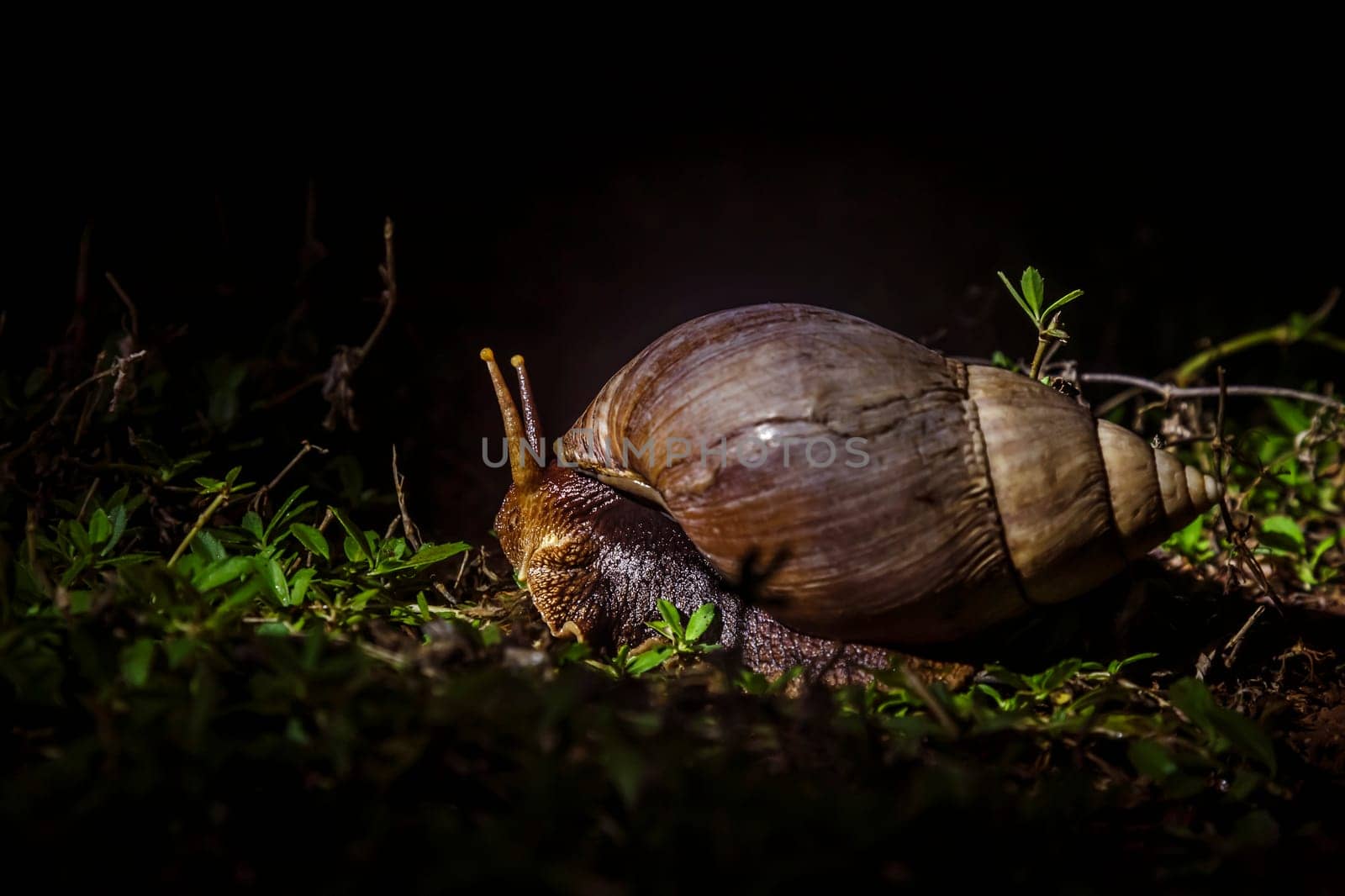 Giant African land snail in Kruger National park, South Africa by PACOCOMO