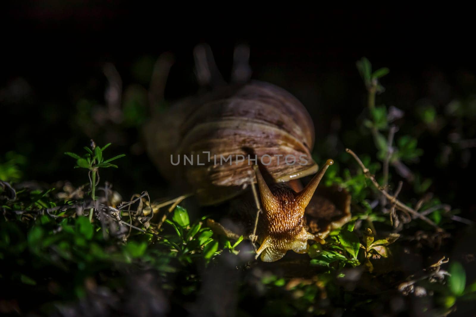 Giant African land snail in Kruger National park, South Africa by PACOCOMO