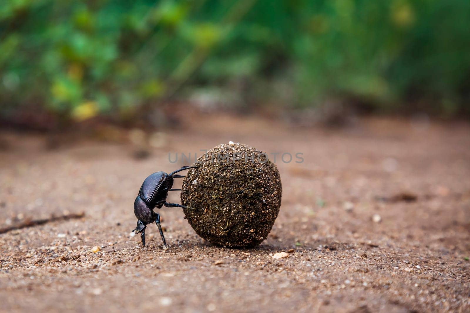 Dung beetle in Kruger National park, South Africa by PACOCOMO