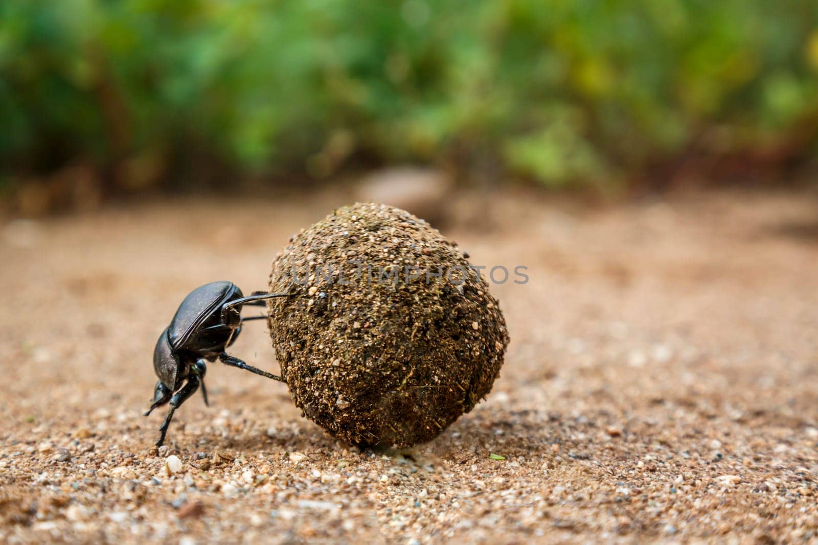 Dung beetle in Kruger National park, South Africa by PACOCOMO