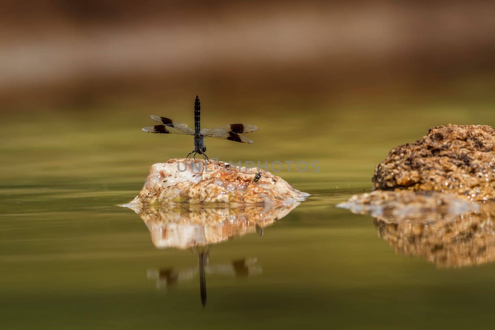 Dragonfly in Kruger National park, South Africa by PACOCOMO