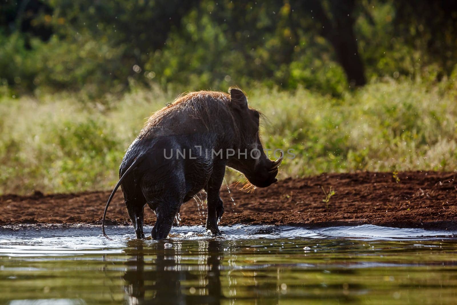 Common warthog running out of water in Kruger National park, South Africa ; Specie Phacochoerus africanus family of Suidae