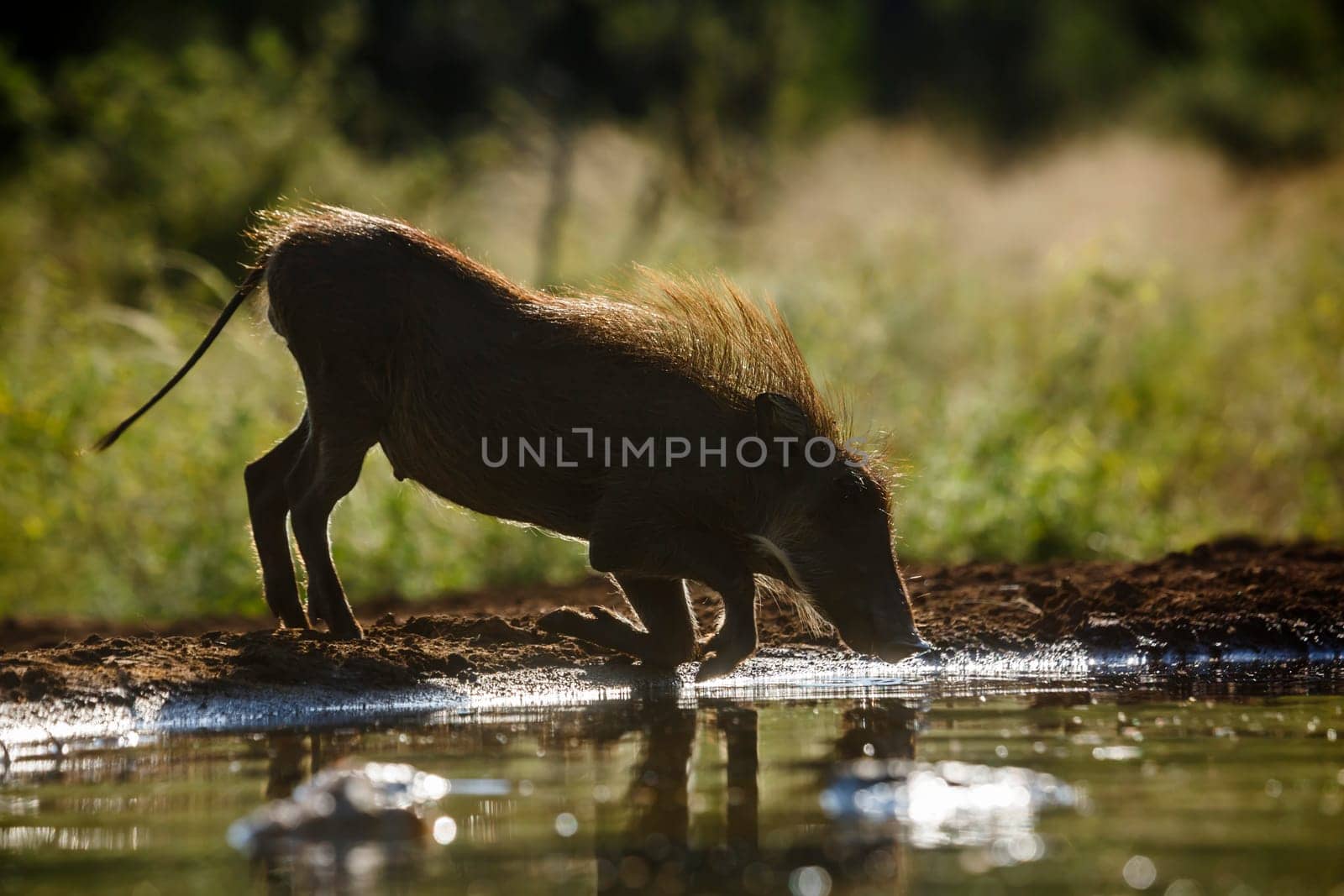Common warthog drinking in waterhole in backlit in Kruger National park, South Africa ; Specie Phacochoerus africanus family of Suidae