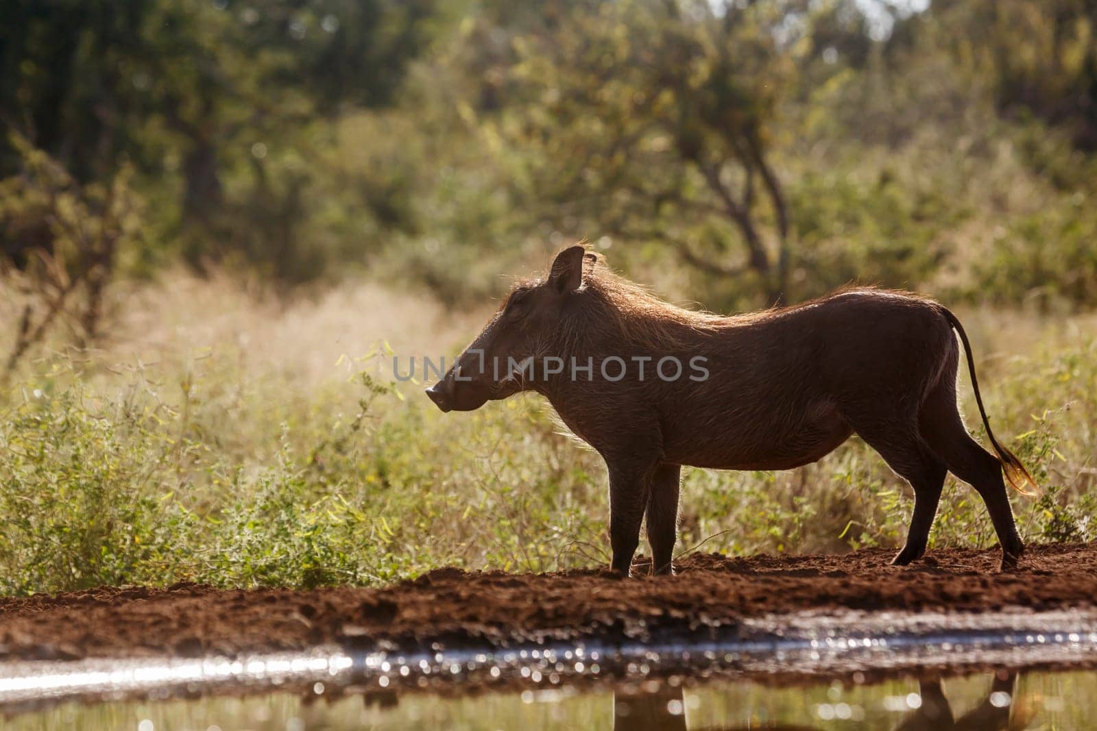 Common warthog in Kruger National park, South Africa by PACOCOMO