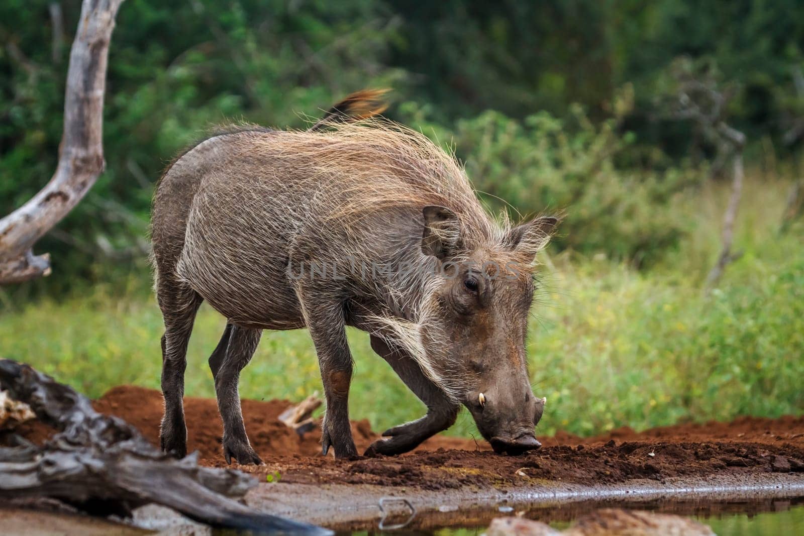 Common warthog walking to waterhole in Kruger National park, South Africa ; Specie Phacochoerus africanus family of Suidae