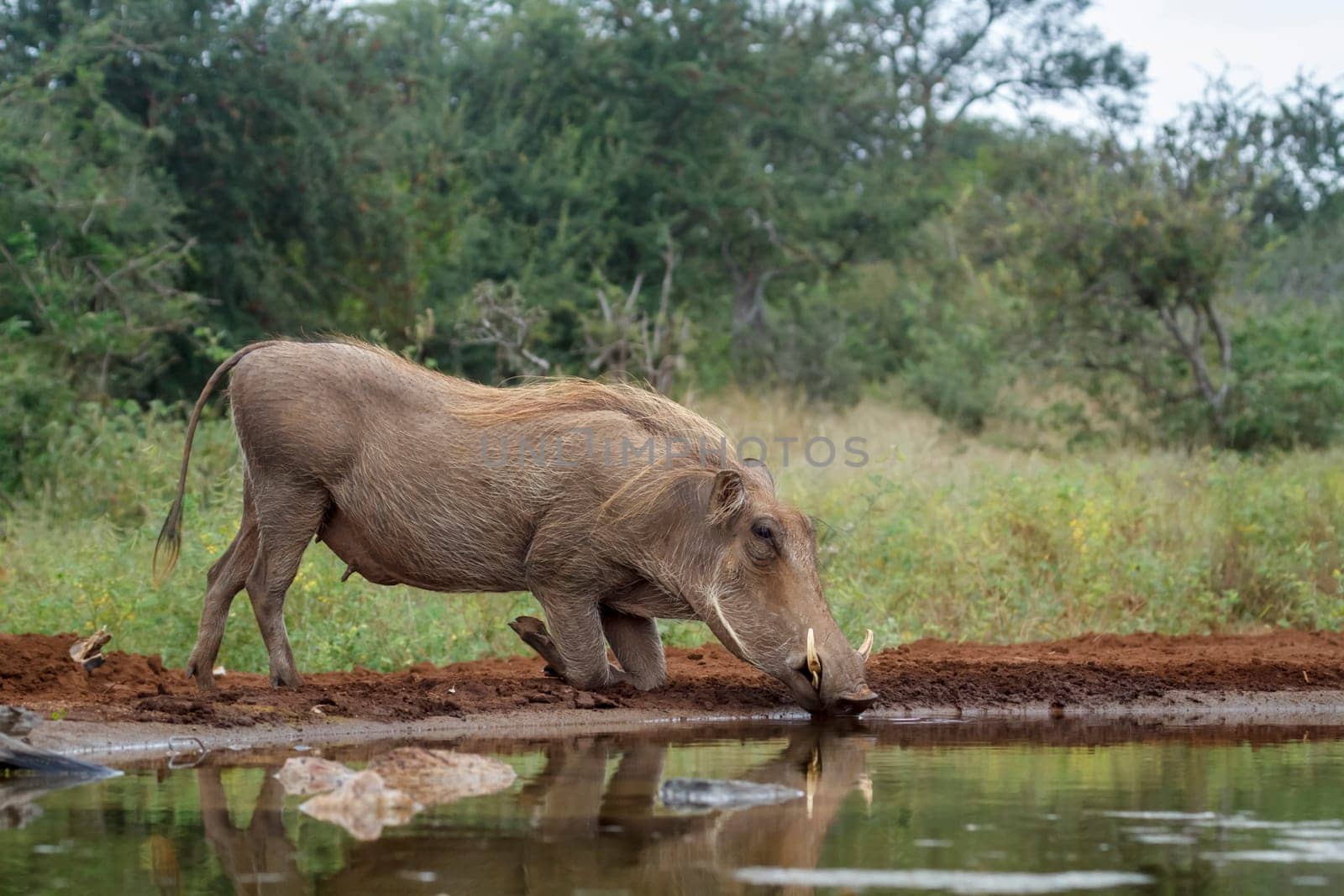 Common warthog drinking at waterhole in Kruger National park, South Africa ; Specie Phacochoerus africanus family of Suidae