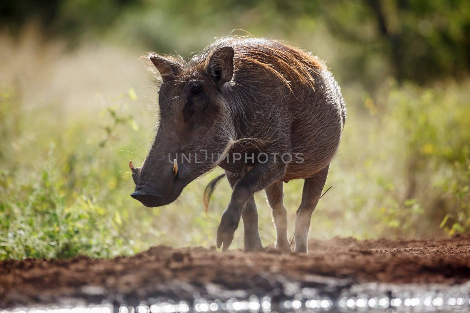 Common warthog front view in backlit in Kruger National park, South Africa ; Specie Phacochoerus africanus family of Suidae