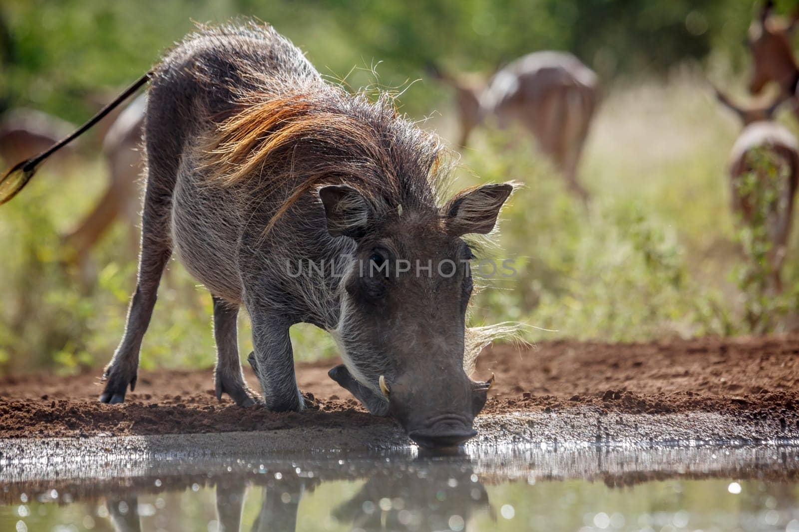 Common warthog drinking at waterhole front view backlit in Kruger National park, South Africa ; Specie Phacochoerus africanus family of Suidae