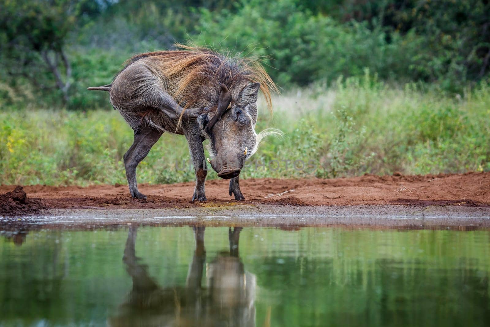 Common warthog grooming with oxpecker on head in Kruger National park, South Africa ; Specie Phacochoerus africanus family of Suidae