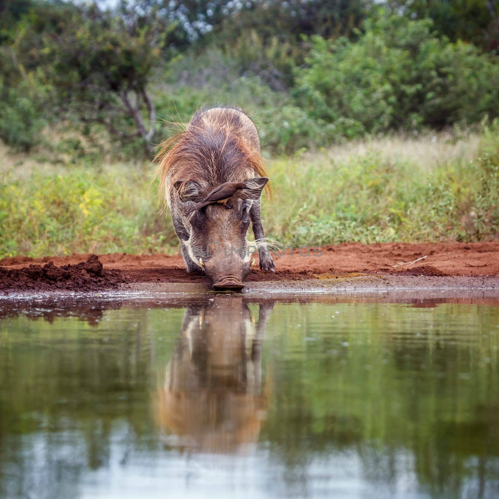 Common warthog drinking with oxpecker on head in Kruger National park, South Africa ; Specie Phacochoerus africanus family of Suidae