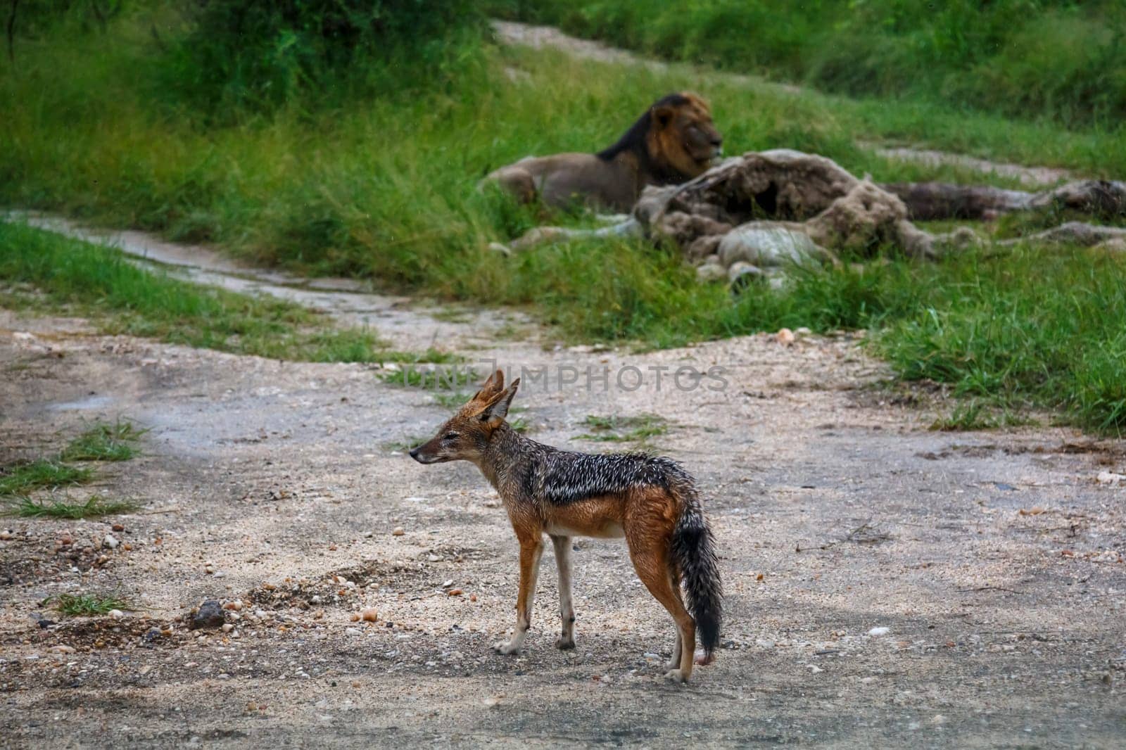 Black backed jackal watching lion with prey in Kruger national park, South Africa ; Specie Canis mesomelas family of Canidae