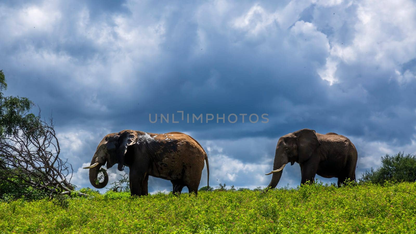 Two African bush elephant in yellow flowers meadow in Kruger National park, South Africa ; Specie Loxodonta africana family of Elephantidae