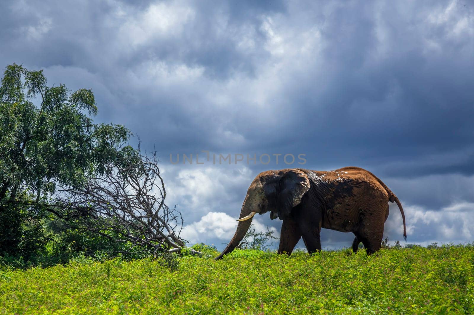 African bush elephant in yellow flowers meadow and cloudy sky in Kruger National park, South Africa ; Specie Loxodonta africana family of Elephantidae