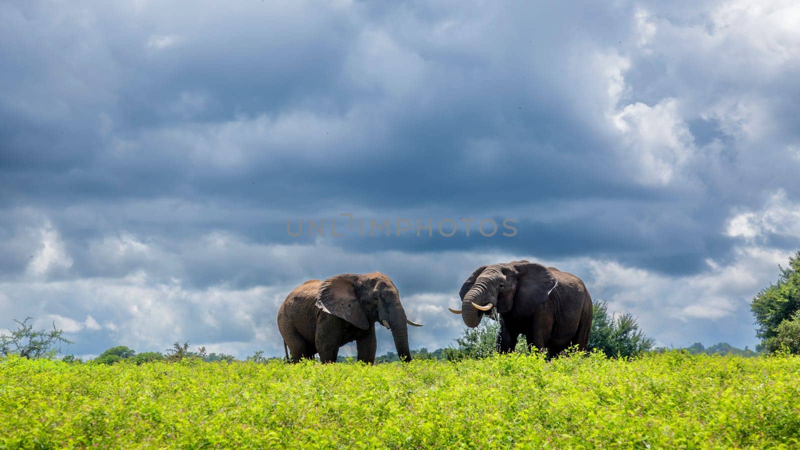 Two African bush elephant in yellow flowers meadow in Kruger National park, South Africa ; Specie Loxodonta africana family of Elephantidae